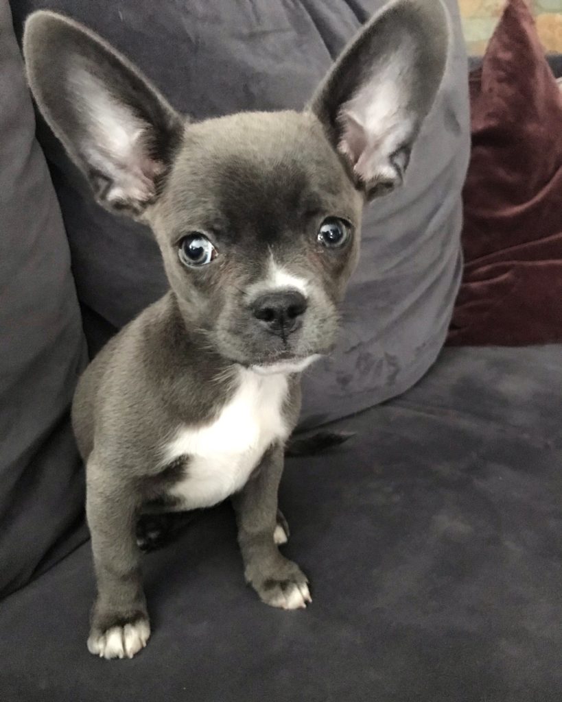 French-Bulldog-Chihuahua-Mix