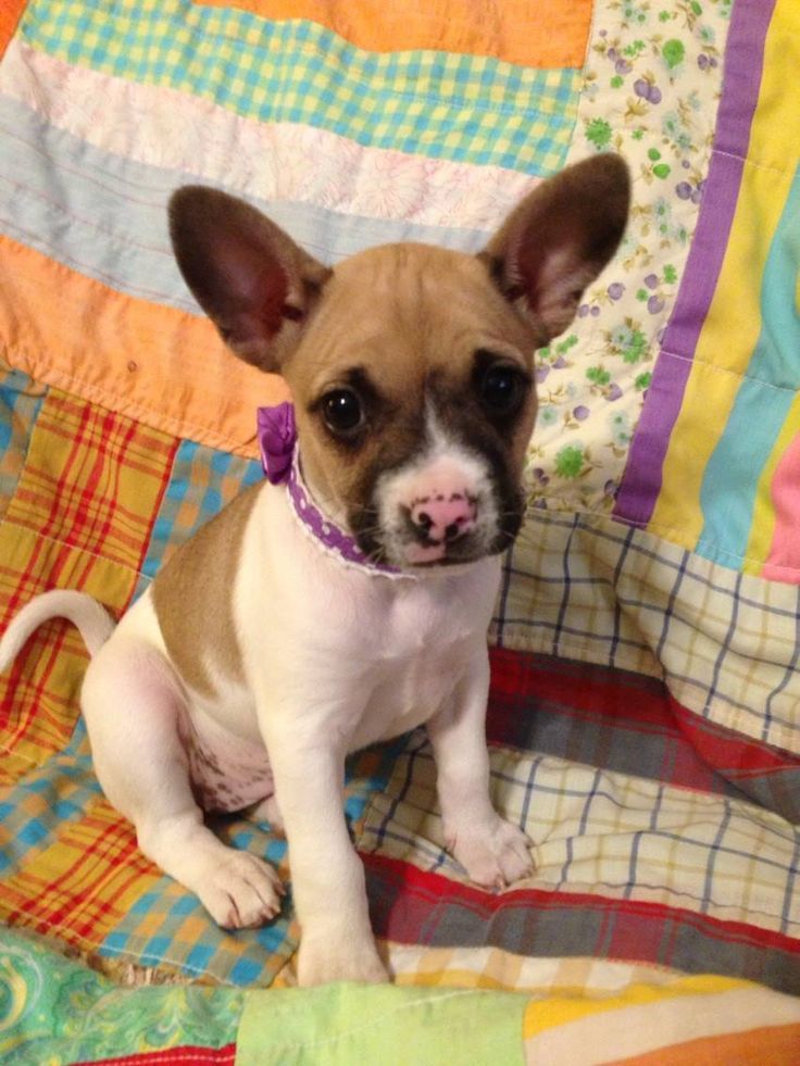 French-Bullhuahua-mix