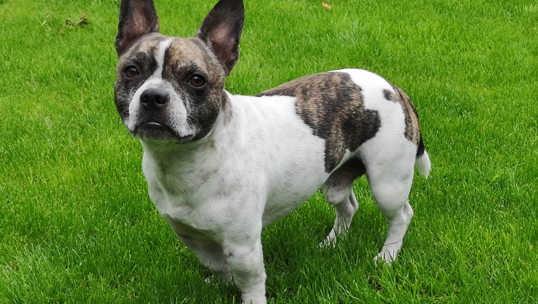 French-Bullhuahua
