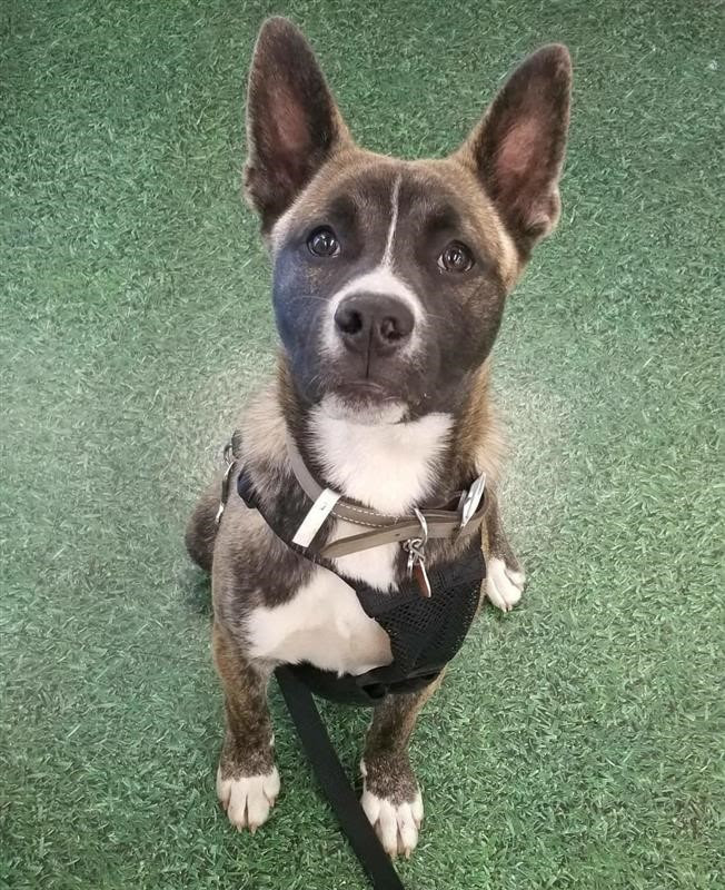 husky-french-bulldog-mix